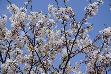 桜①