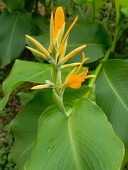 Obraz premium yellow lily flower