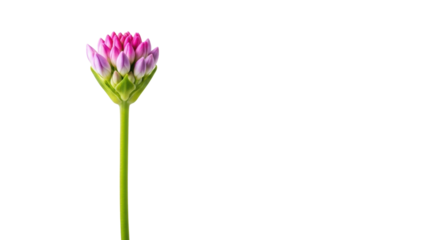 An exquisite fuchsia and lavender flower bud on a slender green stem, isolated on a bright white background with copy space, soft focus bokeh, photorealistic studio shot. Concept of natural purity