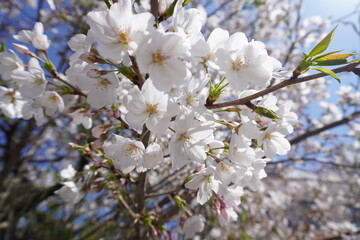 Obraz premium 桜⑪