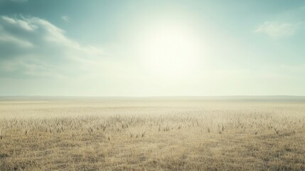 Fototapeta premium A vast field of dry brittle grass under a bright sunlit sky creating a serene outdoor landscape