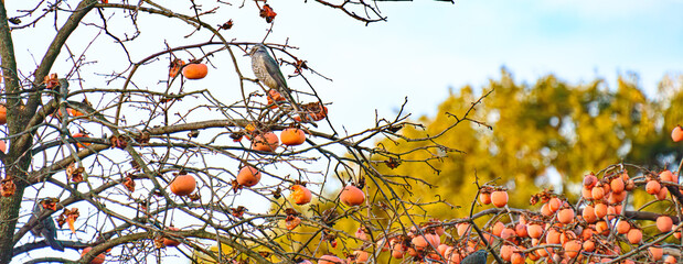 柿の木にとまっているヒヨドリ
