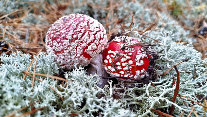 Fly agaric, mushroom. Amanita muscaria or fly agaric red cap. 
Amanita mushrooms with white dots close-up in the forest.
Fly agaric, wild poisonous red mushroom in yellow-orange fallen leaves. harvest