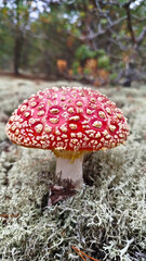 Fly agaric, mushroom. Amanita muscaria or fly agaric red cap. 
Amanita mushrooms with white dots close-up in the forest.
Fly agaric, wild poisonous red mushroom in yellow-orange fallen leaves. harvest