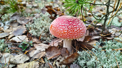 Fly agaric, mushroom. Amanita muscaria or fly agaric red cap. 
Amanita mushrooms with white dots close-up in the forest.
Fly agaric, wild poisonous red mushroom in yellow-orange fallen leaves. harvest