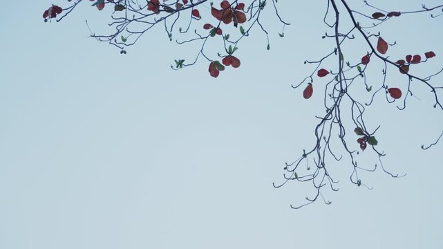 Minimal tree branches with red leaves against soft sky background, aesthetic natural composition with copy space, calm outdoor scene, seasonal foliage, simple nature backdrop for design concept