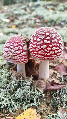 Fly agaric, mushroom. Amanita muscaria or fly agaric red cap. 
Amanita mushrooms with white dots close-up in the forest.
Fly agaric, wild poisonous red mushroom in yellow-orange fallen leaves. harvest
