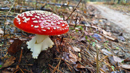 Fly agaric, mushroom. Amanita muscaria or fly agaric red cap. 
Amanita mushrooms with white dots close-up in the forest.
Fly agaric, wild poisonous red mushroom in yellow-orange fallen leaves. harvest
