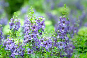 Obraz premium Purple angelonia flowers blooming outdoors, upright stems with multiple blossoms. Ideal for bedding plant sales, landscape planting, nursery catalogs, and commercial garden projects.