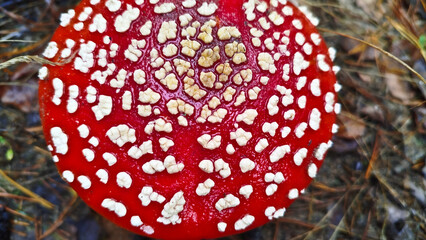 Fly agaric, mushroom. Amanita muscaria or fly agaric red cap. 
Amanita mushrooms with white dots close-up in the forest.
Fly agaric, wild poisonous red mushroom in yellow-orange fallen leaves. harvest
