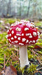 Fly agaric, mushroom. Amanita muscaria or fly agaric red cap. 
Amanita mushrooms with white dots close-up in the forest.
Fly agaric, wild poisonous red mushroom in yellow-orange fallen leaves. harvest