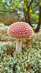 Fly agaric, mushroom. Amanita muscaria or fly agaric red cap. 
Amanita mushrooms with white dots close-up in the forest.
Fly agaric, wild poisonous red mushroom in yellow-orange fallen leaves. harvest