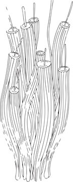 Anatomical Line Drawing of Muscle or Nerve Fiber Bundle