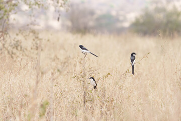 Group Long-tailed Fiscal (Lanius cabanisi) in ground dry vegetation in  Tarangire National Park. © Brian Scantlebury