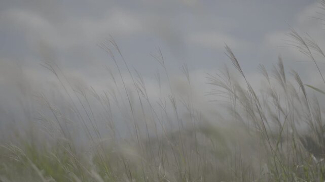 Calm cinematic grassland with silver grass moving in the wind