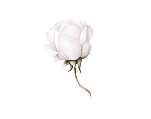 Beautiful White Watercolor Flower on Transparent Background