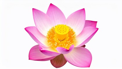 Isolated close-up of a blooming pink flower with yellow center and layered petals