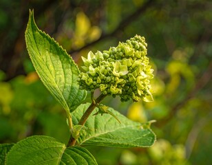 Hydrangea Budding - A Close-Up of Emerging Green Blooms.