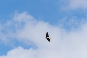 Soaring Marabou Stork (Leptoptilos crumenifer) over Tarangire National Park.