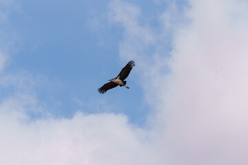Soaring Marabou Stork (Leptoptilos crumenifer) over Tarangire National Park.