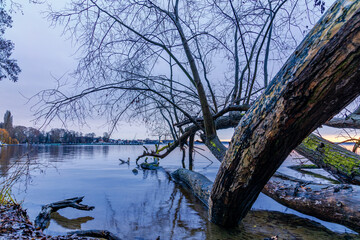 Baum im kalten Morgendlichen Berliner M&uuml;ggelsee.