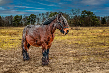 Braunes Pferd auf eine herbstlich gr&uuml;nen Wiese.