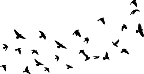 Silhouette of Birds Flying in Formation Against a White Background Freedom Migration Nature