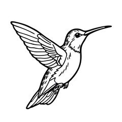 Obraz premium Hand drawn hummingbird sketch nature illustration