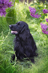 A black spaniel sitting under the bushes of blooming lilac on the green grass in the garden