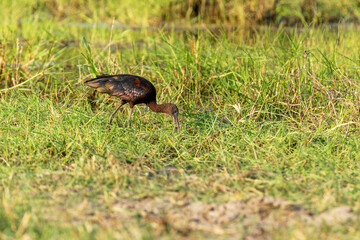 Obraz premium Glossy ibis moving on a wetland and feeding during a hot evening in Moremi Game Reserve, Botswana