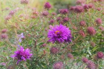 Purple Aster novi-belgii is growing in cottage garden. Blooming bush with light pink flowers. Sunny day. Symphyotrichum is blooming on a plantation. Michaelmas daisy.