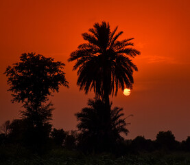 Palm Trees Silhouetted Against a Vibrant Sunset in Punjab, Pakistan