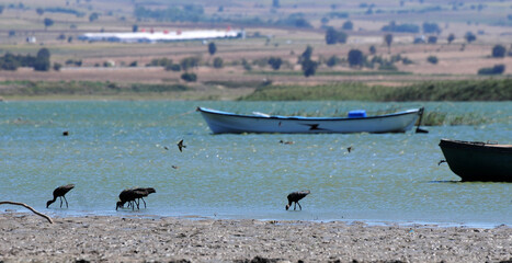 A view from Manyas Lake Bird Sanctuary in Balikesir, Turkey.