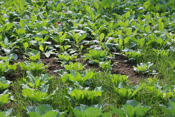 Vibrant green leafy vegetables in a garden Vector