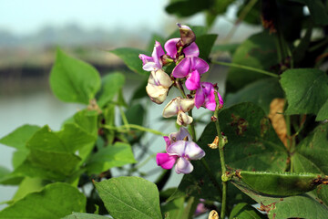 Obraz premium Vibrant flowers by the river Vector