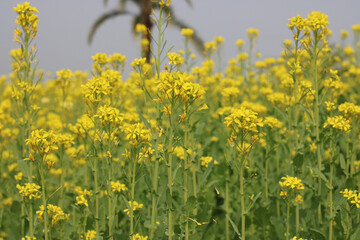 Obraz premium Vibrant field of yellow flowers Vector
