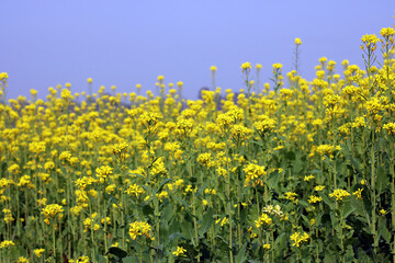 Vast field of yellow flowers under clear sky Vector