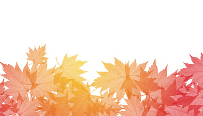 PNG Maple leaves