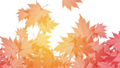 Fototapeta premium PNG Maple Leaves Overlay