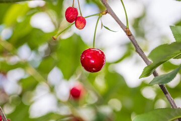 Red and sweet cherry berries
