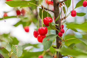 Red and sweet cherry berries