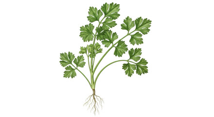 Fresh green cilantro herb plant with roots on black background image