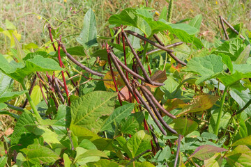Farmland. Vigna mungo seed head in meadow in sunny day. Black matpe plant in gardening. Organic plant in farming.