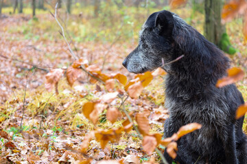 ​A profile portrait of a black dog with grey fur on its muzzle, sitting in an autumn forest. In the foreground, blurred branches with reddish leaves are visible, while the background is filled with a  © Олег Струс