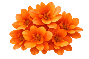 Bunch of vibrant orange flowers blooming, creating a beautiful floral design, transparent background for versatile use