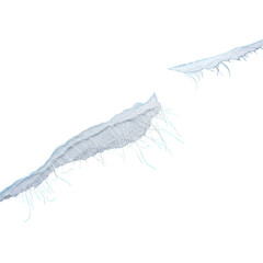 White fibrous material with frayed edges and fine strands against black background texture