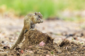 Fototapeta premium Smith's bush squirrel standing on Elephant dung and eating during a hot day in Moremi Game Reserve, Botswana