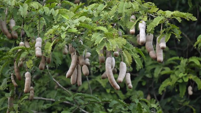 Asian fruit tamarind hanging on the tree. Ripe tamarind pods close up.