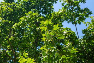 Fototapeta premium Vibrant green maple foliage with seeds on branches under a clear blue sky during daytime