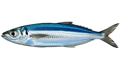 A blue and silver fish with a distinctive appearance and fins